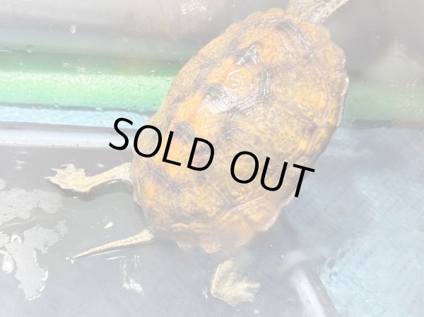 画像4: ニホンイシガメ メス(12cm±)WILD▲ (4)