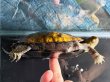 画像6: ニホンイシガメ メス(12cm±)WILD▲ (6)