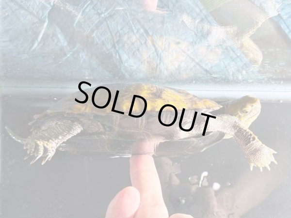 画像6: ニホンイシガメ メス(12cm±)WILD▲ (6)