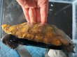 画像4: ニホンイシガメ メス(17cm±)WILD▲ (4)