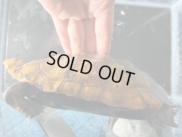 画像4: ニホンイシガメ メス(17cm±)WILD▲v (4)