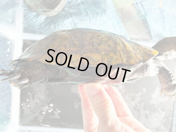 画像6: ニホンイシガメ メス(17.5cm±)WILD▲v (6)