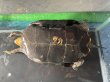 画像6: ニホンイシガメ メス(17cm±)WILD▲ (6)