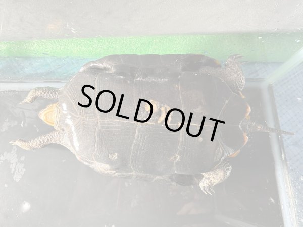 画像6: ニホンイシガメ メス(17cm±)WILD▲v (6)