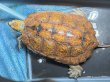 画像1: ニホンイシガメ メス(17cm±)WILD▲ (1)