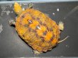 画像1: ニホンイシガメ メス(12cm±)WILD▲ (1)