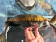 画像4: ニホンイシガメ メス(17.5cm±)WILD▲v (4)