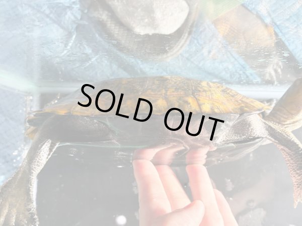 画像4: ニホンイシガメ メス(17.5cm±)WILD▲v (4)