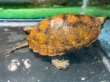 画像3: ニホンイシガメ メス(12cm±)WILD▲ (3)