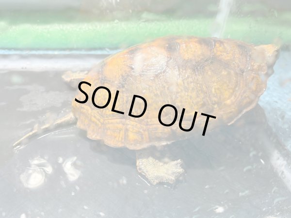 画像3: ニホンイシガメ メス(12cm±)WILD▲ (3)