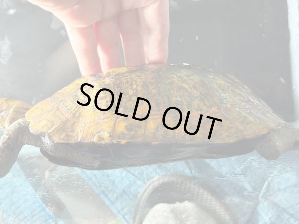 画像3: ニホンイシガメ メス(17.5cm±)WILD▲v (3)