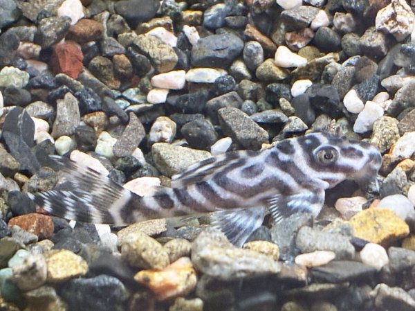 画像2: キングロイヤルペコルティア(5cm±)国産ブリード★ (2)