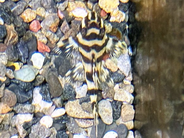 画像3: キングロイヤルペコルティア(5cm±)国産ブリード★ (3)