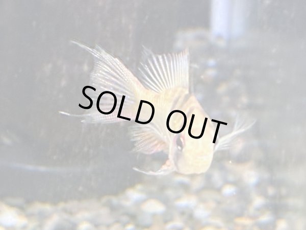 画像2: ラミレジィ ロングフィン メスのみ (2)