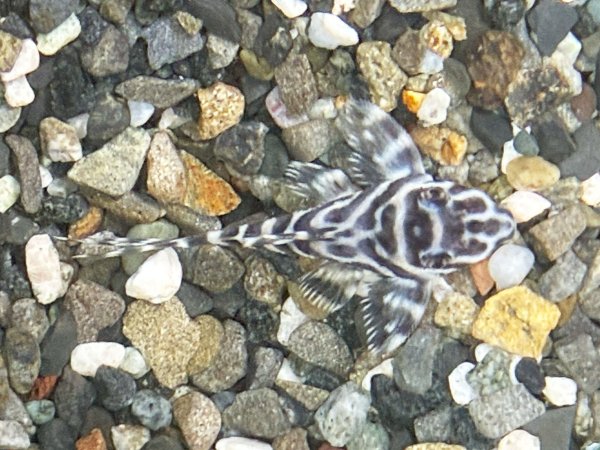 画像4: キングロイヤルペコルティア(5cm±)国産ブリード★ (4)