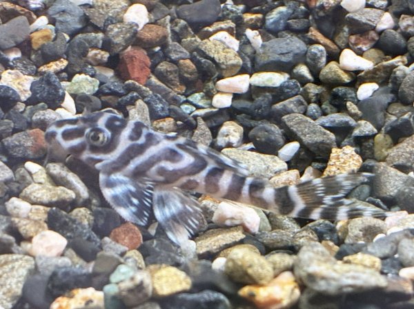 画像3: キングロイヤルペコルティア(5cm±)国産ブリード★ (3)