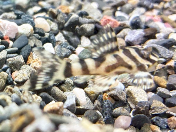 画像2: キングロイヤルペコルティア(5cm±)国産ブリード★ (2)