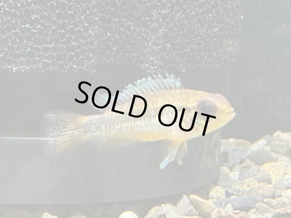 画像3: アピストグラマ アガシジィ ブルーフレーム 1ペア EUブリード (3)