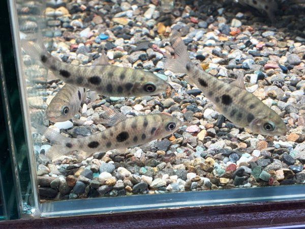 画像2: レポリヌス ステイヤーマーキ(5cm±)ブリード (2)