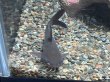 画像3: パプアンサーモンキャット(8cm±)WILD★ (3)
