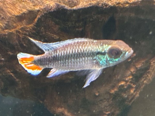 画像2: アピストグラマ アガシジィ ブルーフレーム 1ペア EUブリード★ (2)