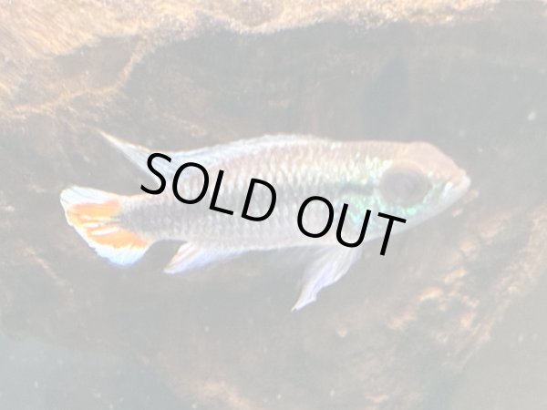 画像2: アピストグラマ アガシジィ ブルーフレーム 1ペア EUブリード (2)