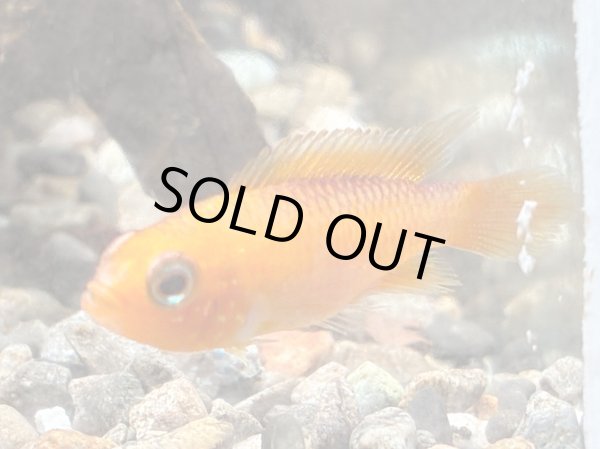 画像1: アピストグラマ アガシジィ ファイヤーレッド 1ペア EUブリード (1)