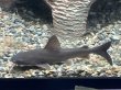 画像1: パプアンサーモンキャット(8cm±)WILD★ (1)