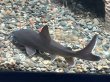 画像2: パプアンサーモンキャット(8cm±)WILD★ (2)