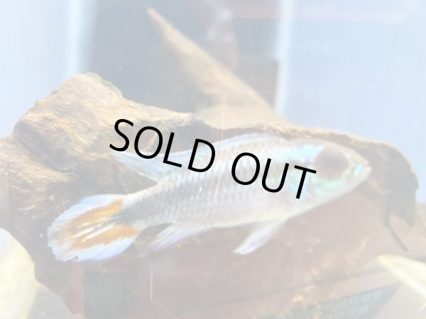 画像1: アピストグラマ アガシジィ ブルーフレーム 1ペア EUブリード (1)