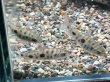 画像1: レポリヌス ステイヤーマーキ(5cm±)ブリード (1)