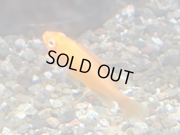 画像2: アピストグラマ アガシジィ ファイヤーレッド 1ペア EUブリード (2)