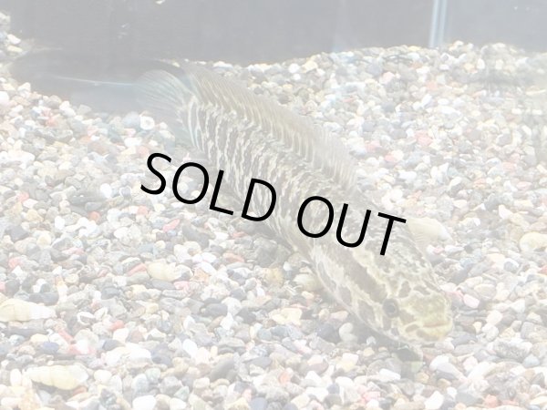 画像2: カムルチー(20cm±)WILD兵庫 (2)