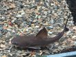 画像1: アジアンブラックシャークキャット(10cm±)WILDボルネオ★ (1)