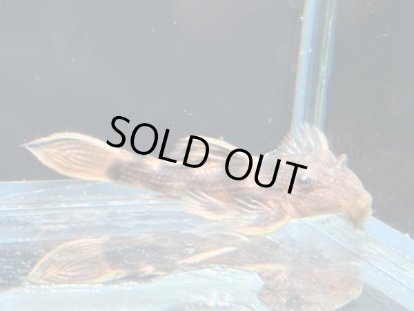 画像1: ウルトラスカーレットトリムプレコ(4cm±)ブリード (1)