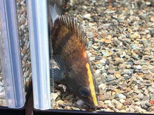画像1: ニューギニア ダトニオ(9cm±)WILD (1)