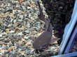 画像2: アジアンブラックシャークキャット(10cm±)WILDボルネオ★ (2)