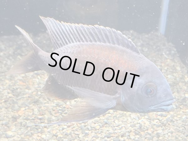 画像2: コパディクロミス ボルレイ(16cm±)ブリード (2)