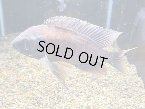 画像3: コパディクロミス ボルレイ(16cm±)ブリード (3)