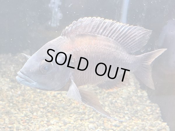 画像1: コパディクロミス ボルレイ(16cm±)ブリード (1)