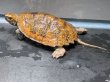 画像2: ニホンイシガメ メス(7.5cm±)WILD▲ (2)