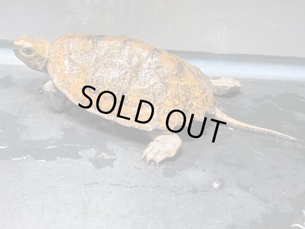 画像2: ニホンイシガメ メス(7.5cm±)WILD▲ (2)