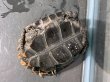 画像4: ニホンイシガメ ベビー(6.5cm±)ブリード▲v (4)