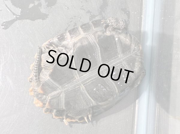 画像4: ニホンイシガメ ベビー(6.5cm±)ブリード▲v (4)