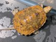 画像1: ニホンイシガメ メス(7.5cm±)WILD▲ (1)