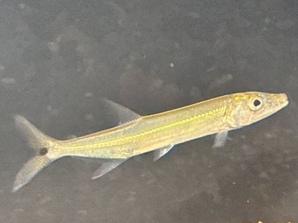 画像2: イエローフィントーピードパイクカラシン(9cm±)WILDコロンビア★ (2)