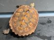画像2: ニホンイシガメ ベビー(6.5cm±)ブリード▲v (2)