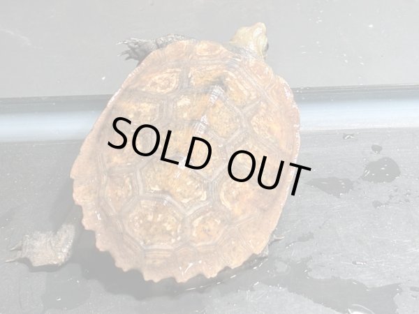 画像2: ニホンイシガメ ベビー(6.5cm±)ブリード▲v (2)