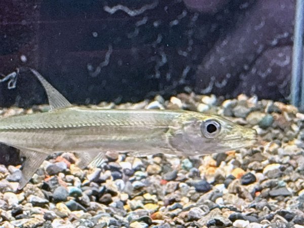 画像2: イエローフィントーピードパイクカラシン(9cm±)WILDコロンビア★ (2)