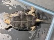 画像3: ニホンイシガメ メス(7.5cm±)WILD▲ (3)